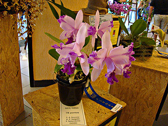 Cattleya intermedia aquini x C. intermedia orlata