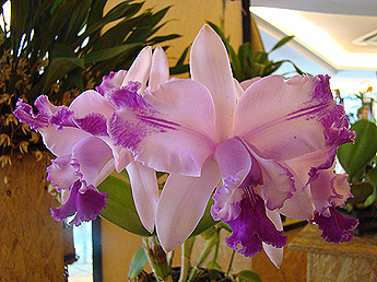 Cattleya intermedia aquini x C. intermedia orlata