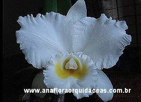 Empress Bells X C. Francis T C Au