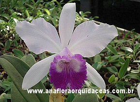  C. intermedia X Lc. Bonanza Queen Parnamint