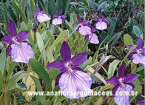 Miltonia spectabilis 'moreliana'