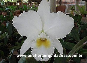 C. Eucharis X C. Empress Bells 'Stevenson'