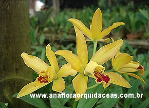 Blc. Waikiki Gold X C. luteola