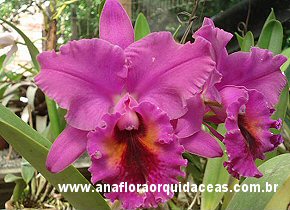 Lc. Bethune 'Indigo' X Blc Oconee 'Mendenhal'