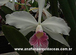 L purpurata 'carnea'