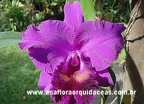 C. Portia 'canizaro' X Blc. Oconee 'Mendenhal'