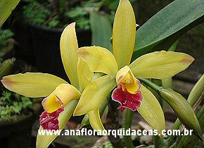 Blc. Nobile's Rainbow