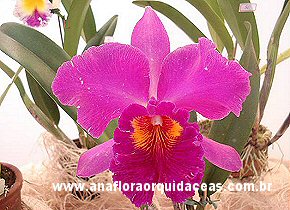  Lc. Royal emperor X Blc. Crispim Rosales