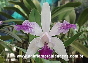 C. intermedia flamea