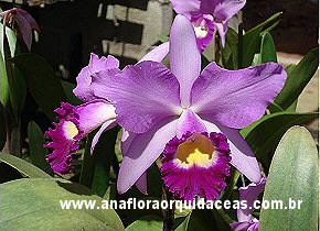  L. purpurata X C. Hawaian Wedding Song