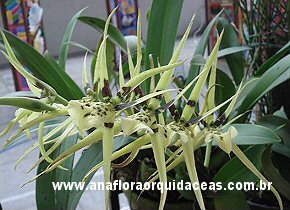 Brassia rex