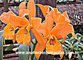  Lc Gold Digger Mandarin