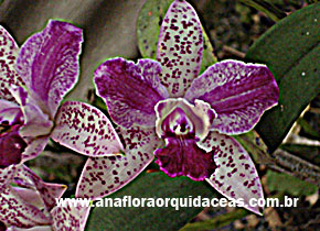 C penny Kouroda Spot