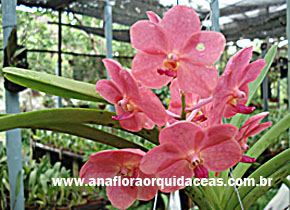 V. Faye Bennet X Ascda. Yip Sun Wah