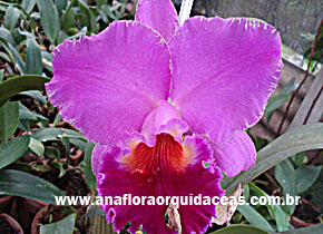 Lc Culminant La Tulerie  X Blc Ovation True Heritage