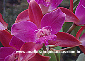 C. Chocolat Drop X C. Interglossa