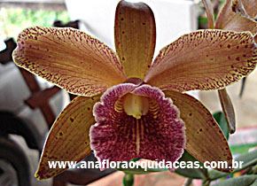 C guttata cetro de esmeralda X Blc Waikiki