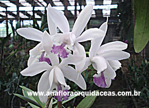 C. intermedia coerulia