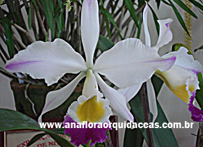 C. eldorado semi-alba