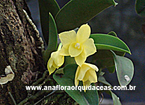 S. Cernua Endsfeldzii