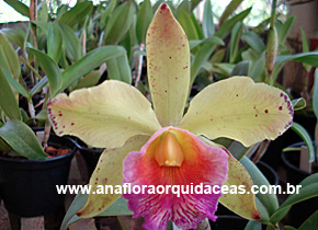 (C. Cadmiun Light X Blc Waikiki Gold) X C. granulosa