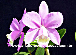 C Loddigesii 'Johnny'