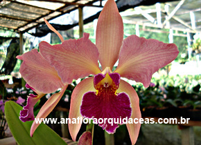 C Orquidacea Cristalina X C. Granulosa (1)