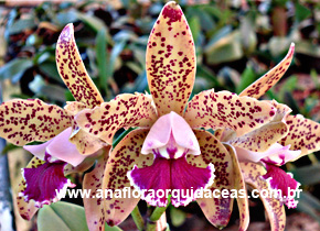 C. guttata X C. Penny Kouroda 'spot' (3)