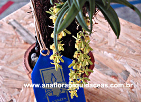 Chytroglossa Aurata (2)