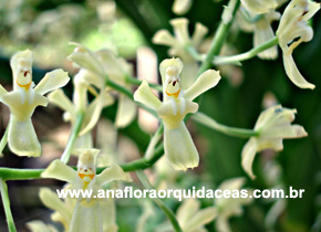 Gomesa paranaensis (2)