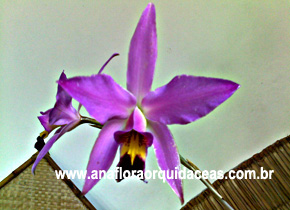 L. Anceps (guerrero X royal flush) (2)