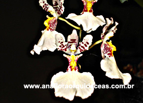 Onc. Flexuosun X Rodr. Venusta (1)