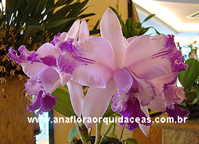 Cattleya intermedia aquini x C. intermedia orlata