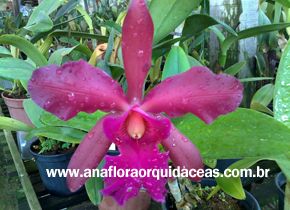 C. dowiana X C. guttata (2)