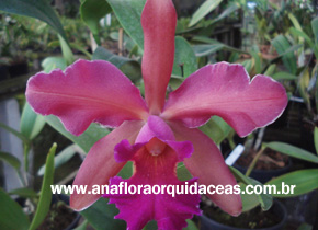 C. dowiana X C. guttata