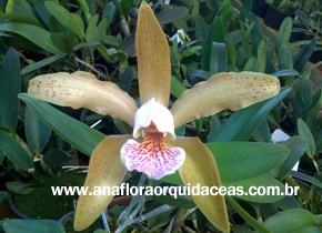 C. Forbesii X C. Granulosa