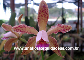 C. forbesii X C. guttata