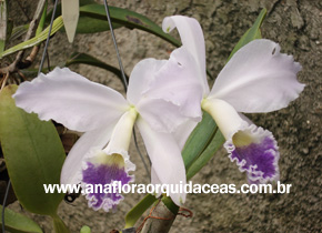 c. labiata autumnalis coerula