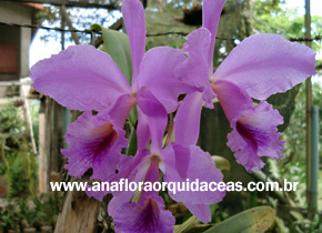 C. labiata autumnnalis