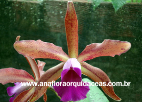 L. tenebrosa X C guttata