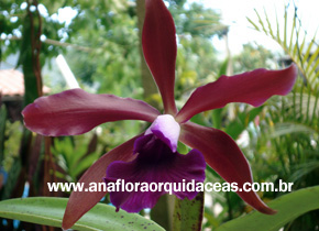 L. tenebrosa X c. guttata