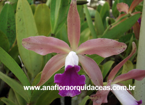 L. Tenebrosa X C. Guttata