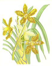 Vanda-tricolor-insignis