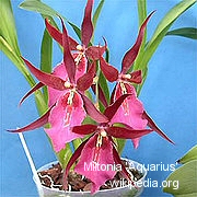 Miltonia Aquarius