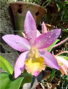 Lc. Marina - Varia��es (10)