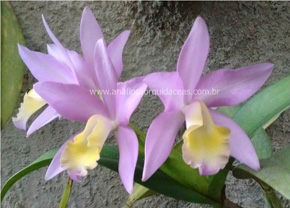 Lc. Marina - Varia��es (11)