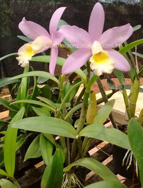 Lc. Marina - Varia��es (12)