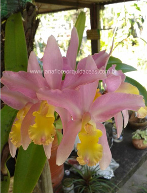 Lc. Marina - Varia��es (1)