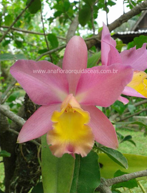 Lc. Marina - Varia��es (2)