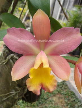 Lc. Marina - Varia��es (3)